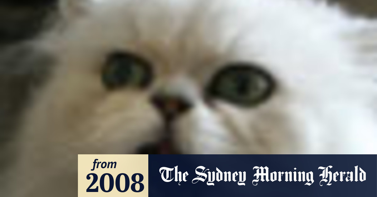 Cat deaths linked to pet food